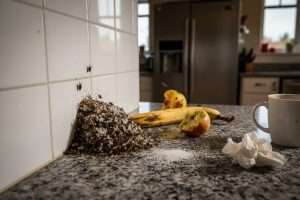 Comment identifier et éliminer un nid de mouche chez vous