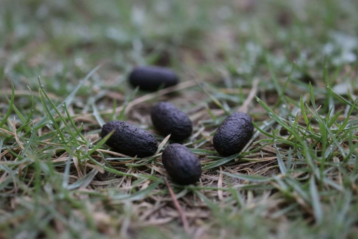 Comment identifier une crotte de hérisson dans votre jardin