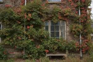 Inconvénients vigne vierge : les risques pour votre maison