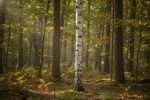 Arbre au tronc blanc : naturel ou chaulé ?
