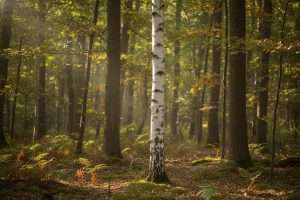Arbre au tronc blanc : naturel ou chaulé ?