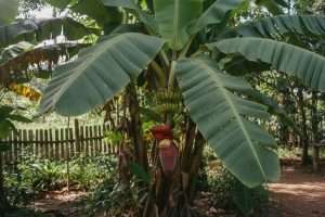 Bananier en fleur : que faire pour une belle fructification ?