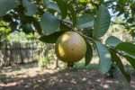 Goyave : cultiver cet arbre fruitier au jardin