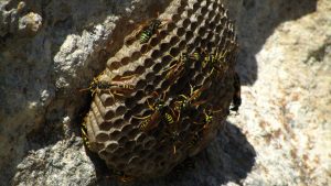 Qui appeler pour un nid de guêpes à Romans-sur-Isère ?