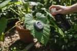 Faut-il rincer le savon noir sur les plantes ?