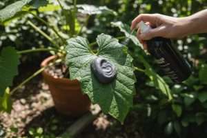 Faut-il rincer le savon noir sur les plantes ?