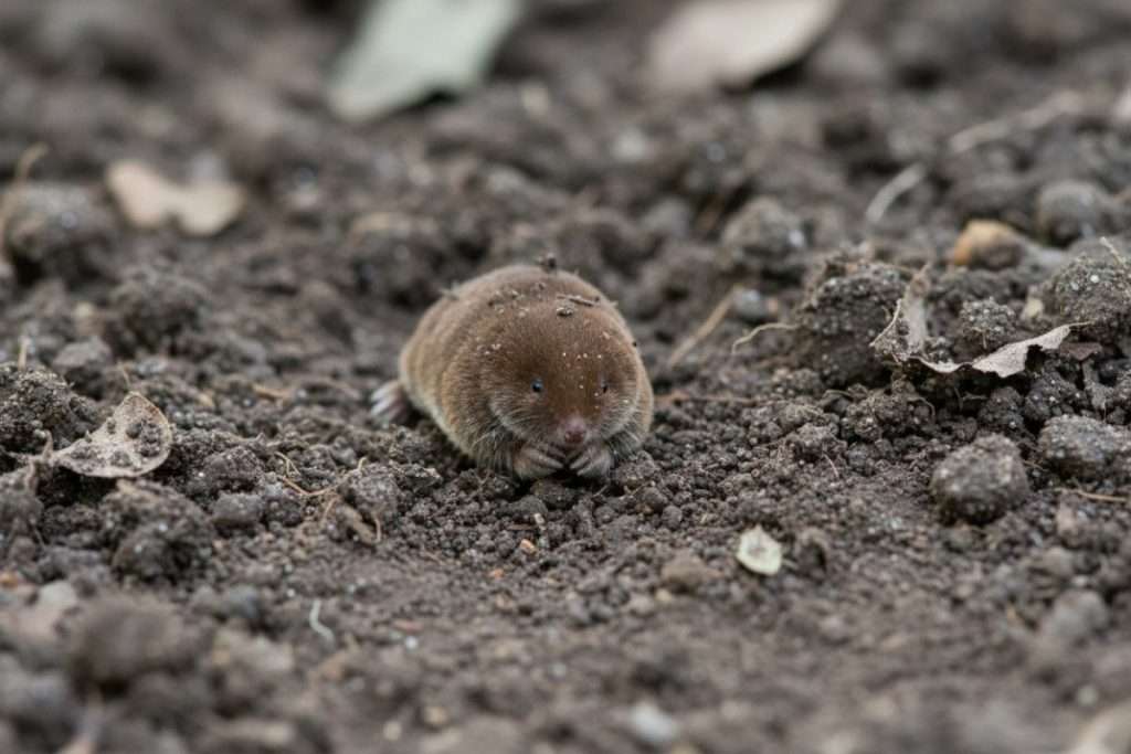 Tuer taupe avec essence : dangers et inefficacité