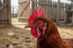 Fibrine chez la poule : c’est quoi ce mystère ?